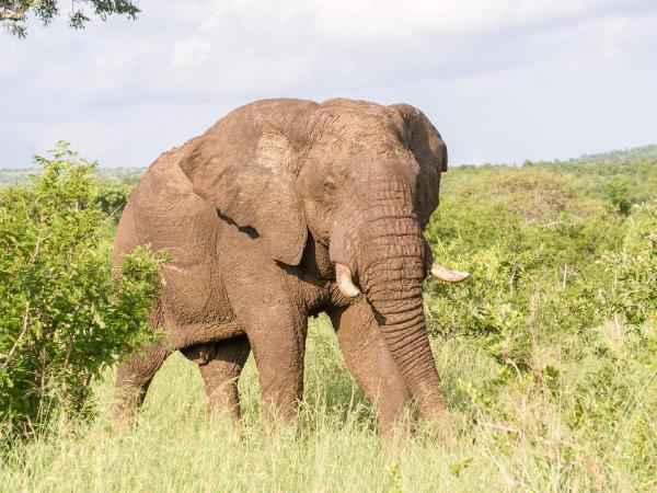Südafrika